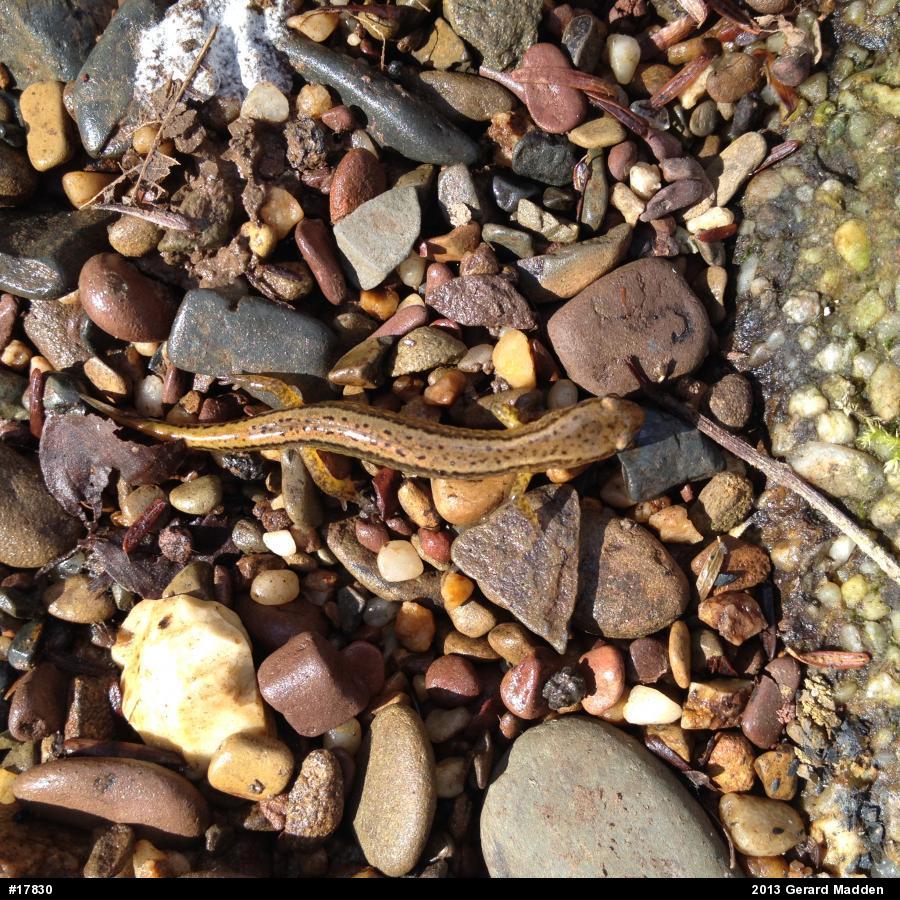 Northern Two-lined Salamander