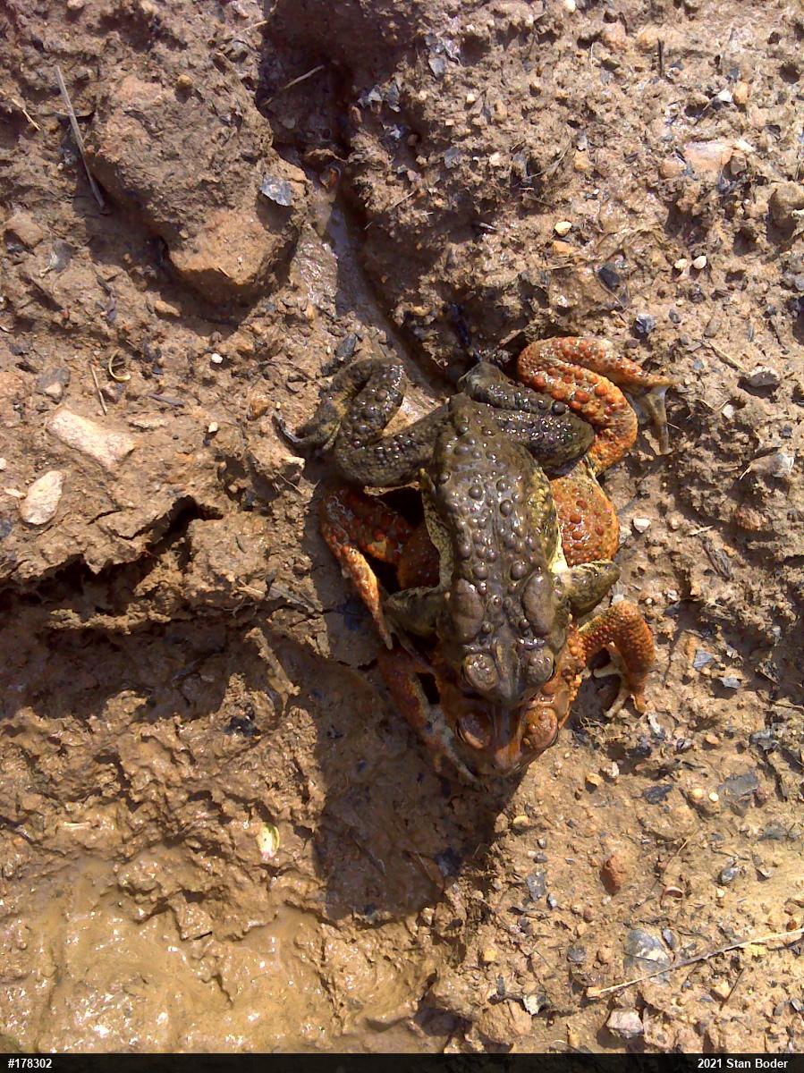 Eastern American Toad