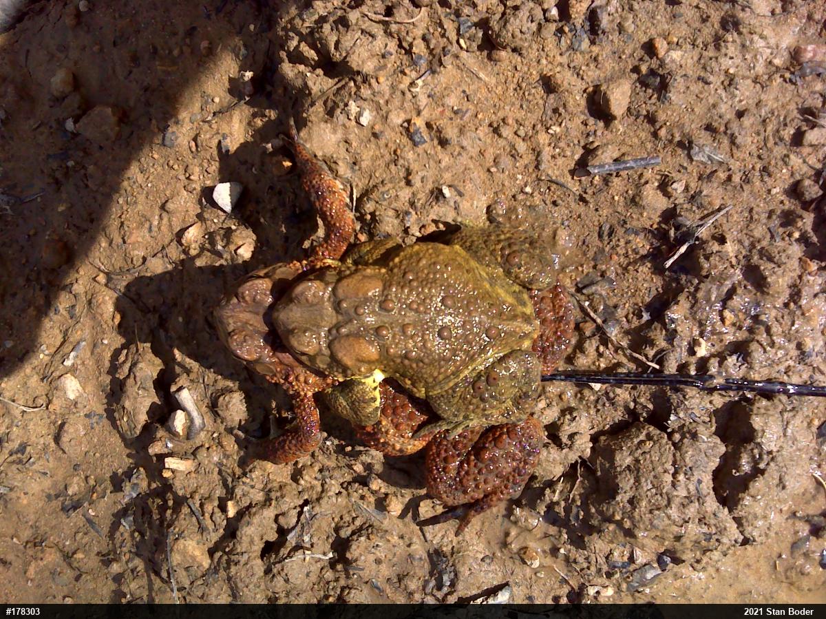 Eastern American Toad