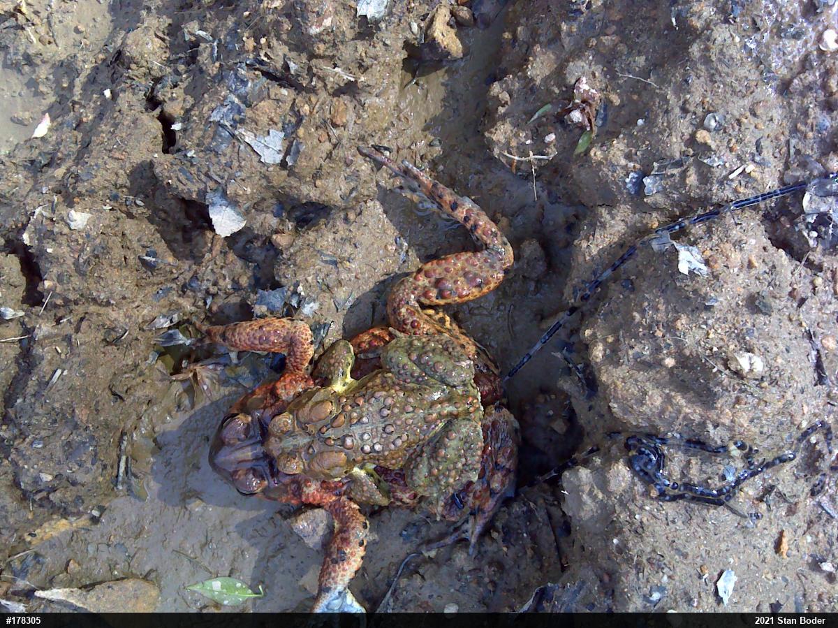 Eastern American Toad
