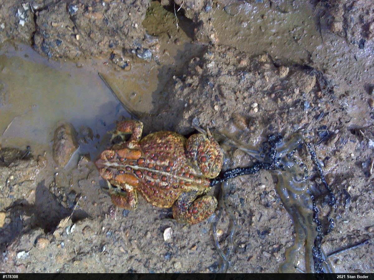 Eastern American Toad