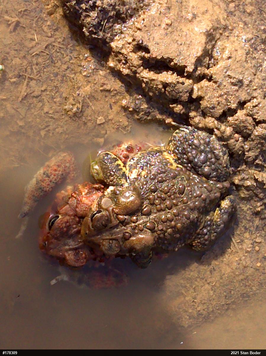 Eastern American Toad