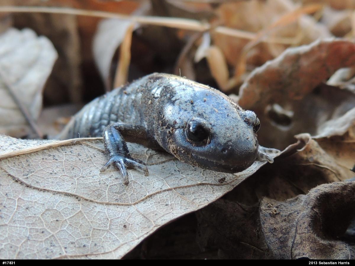 Marbled Salamander