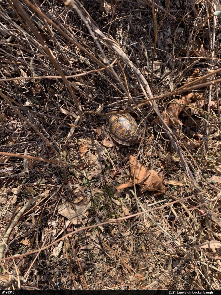 Eastern Box Turtle