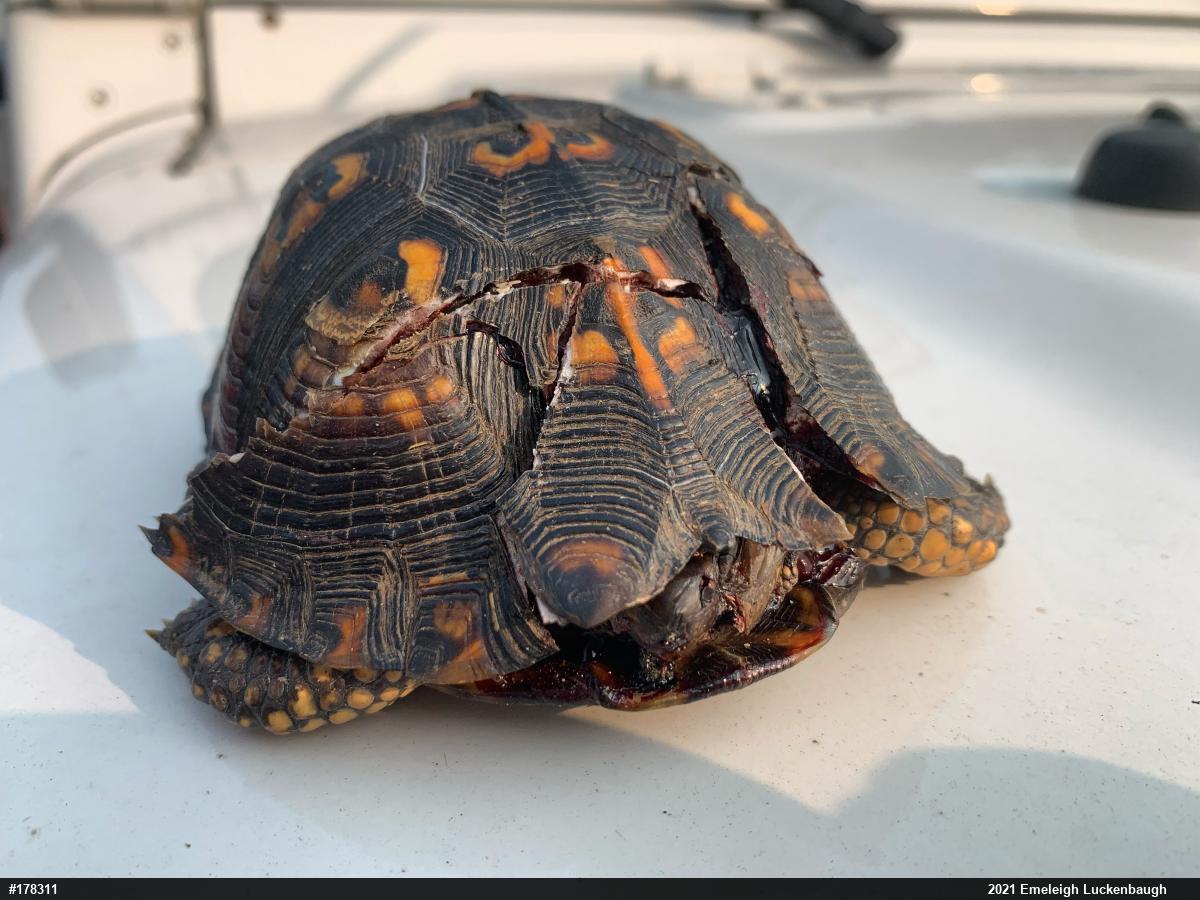 Eastern Box Turtle