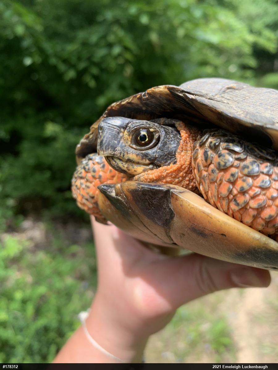 Wood Turtle