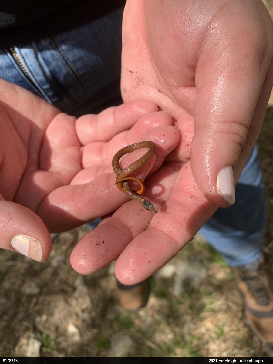 Red-bellied Snake