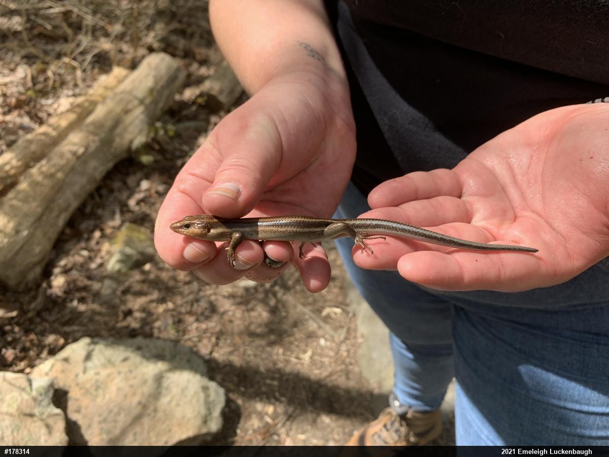 Common Five-lined Skink