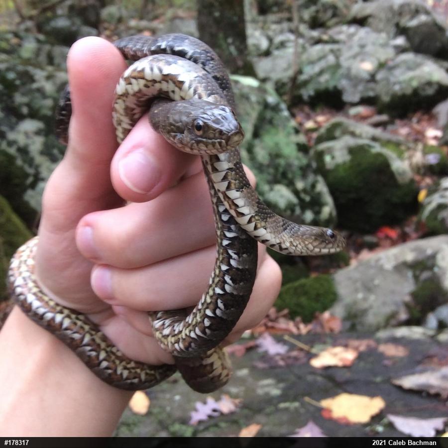 Northern Watersnake