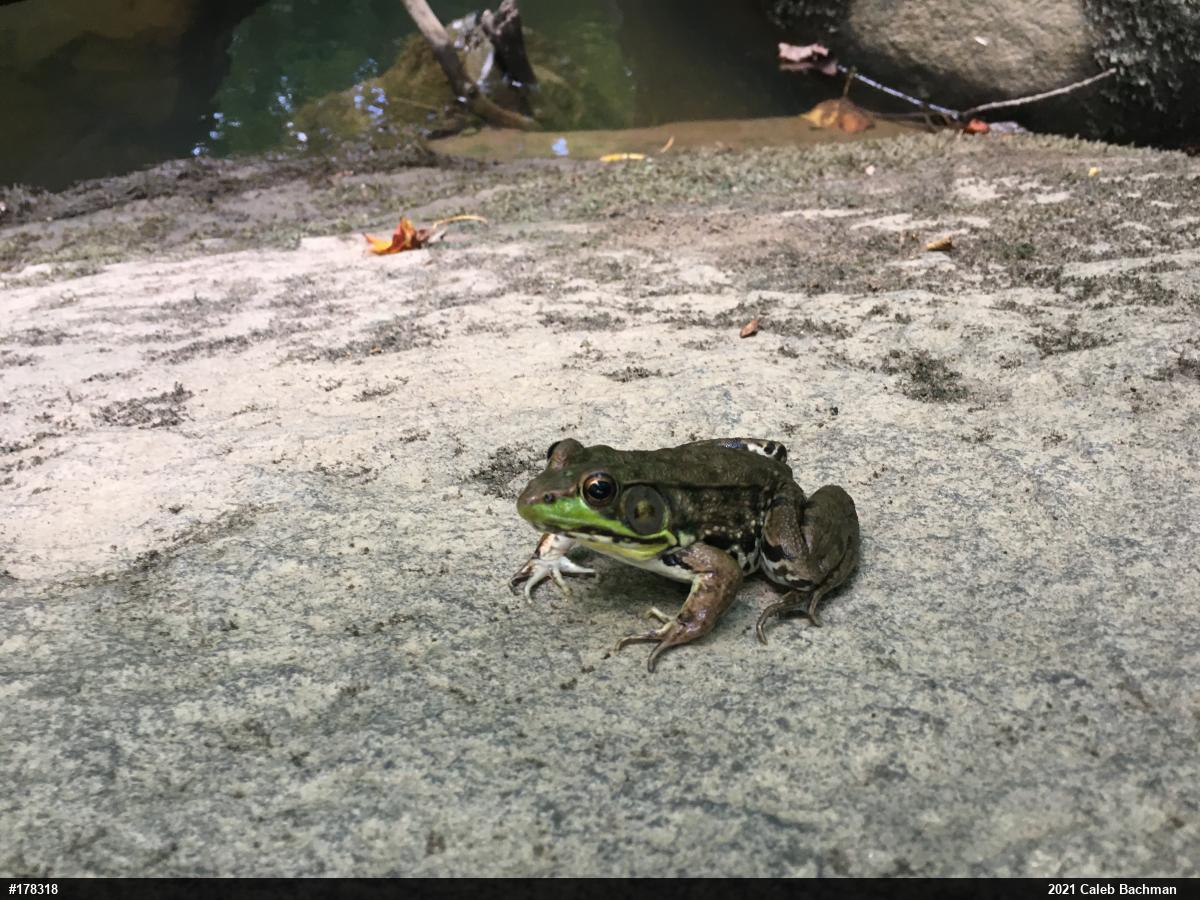 Green Frog