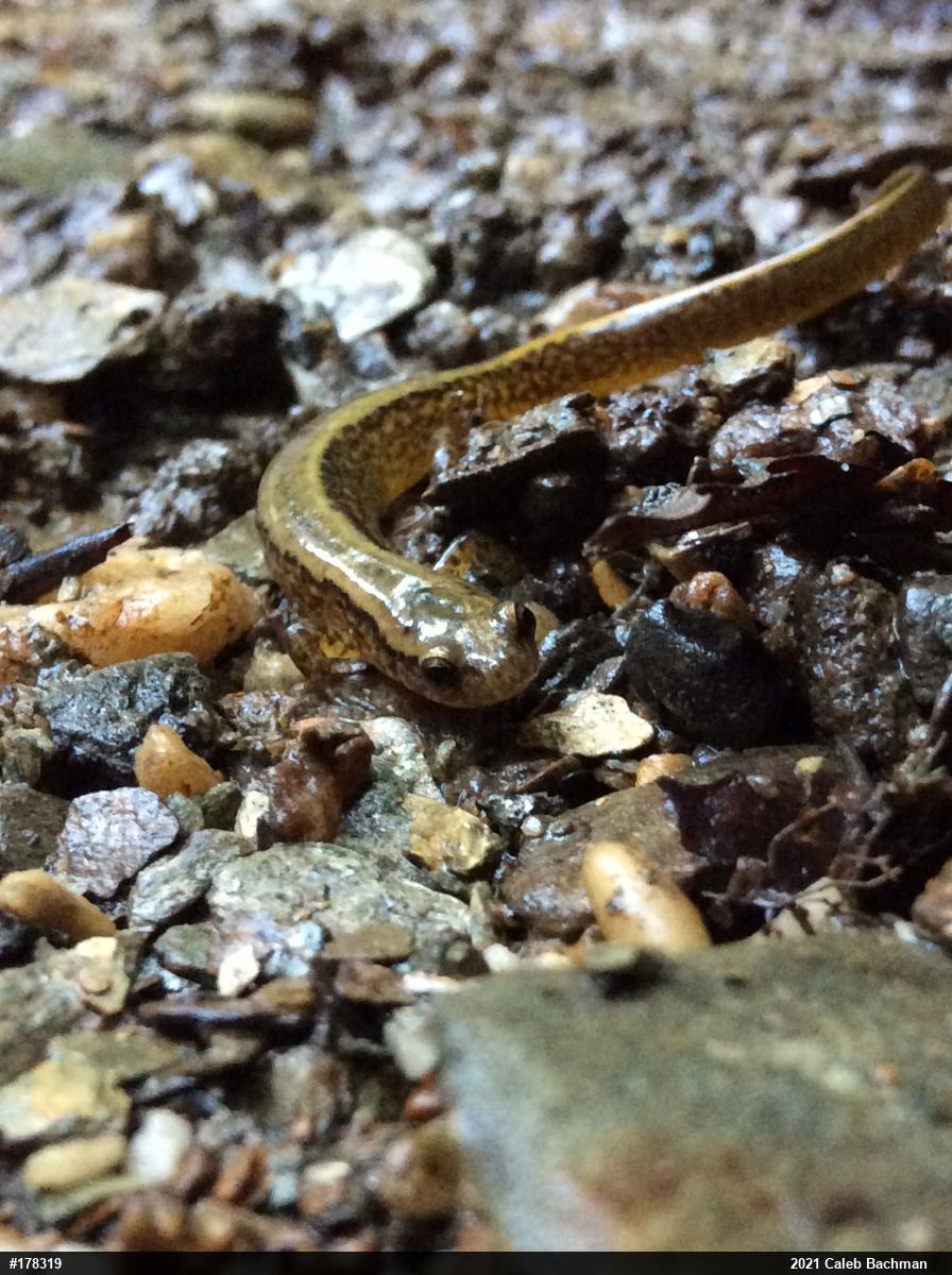 Northern Two-lined Salamander