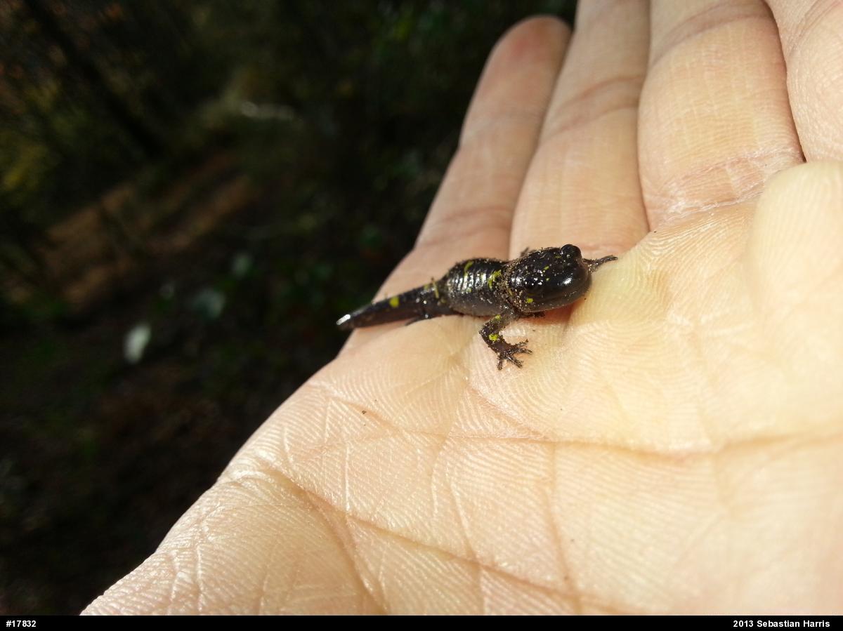 Spotted Salamander