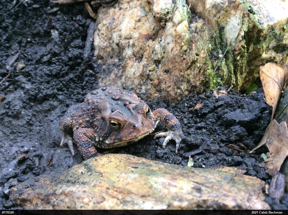 Eastern American Toad