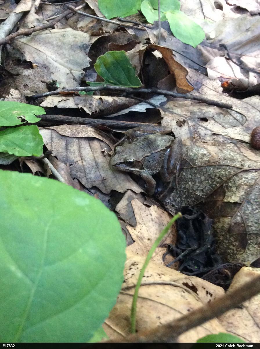 Wood Frog