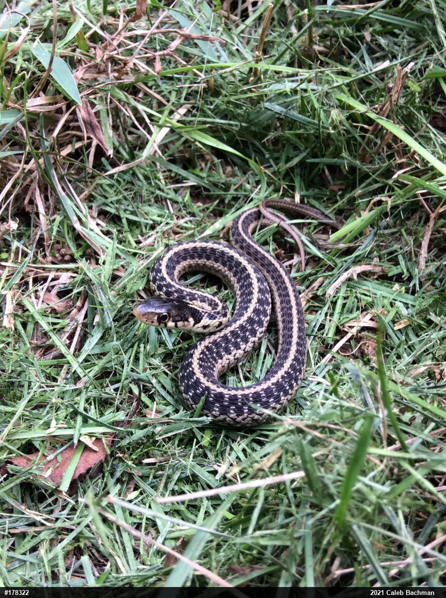 Eastern Gartersnake