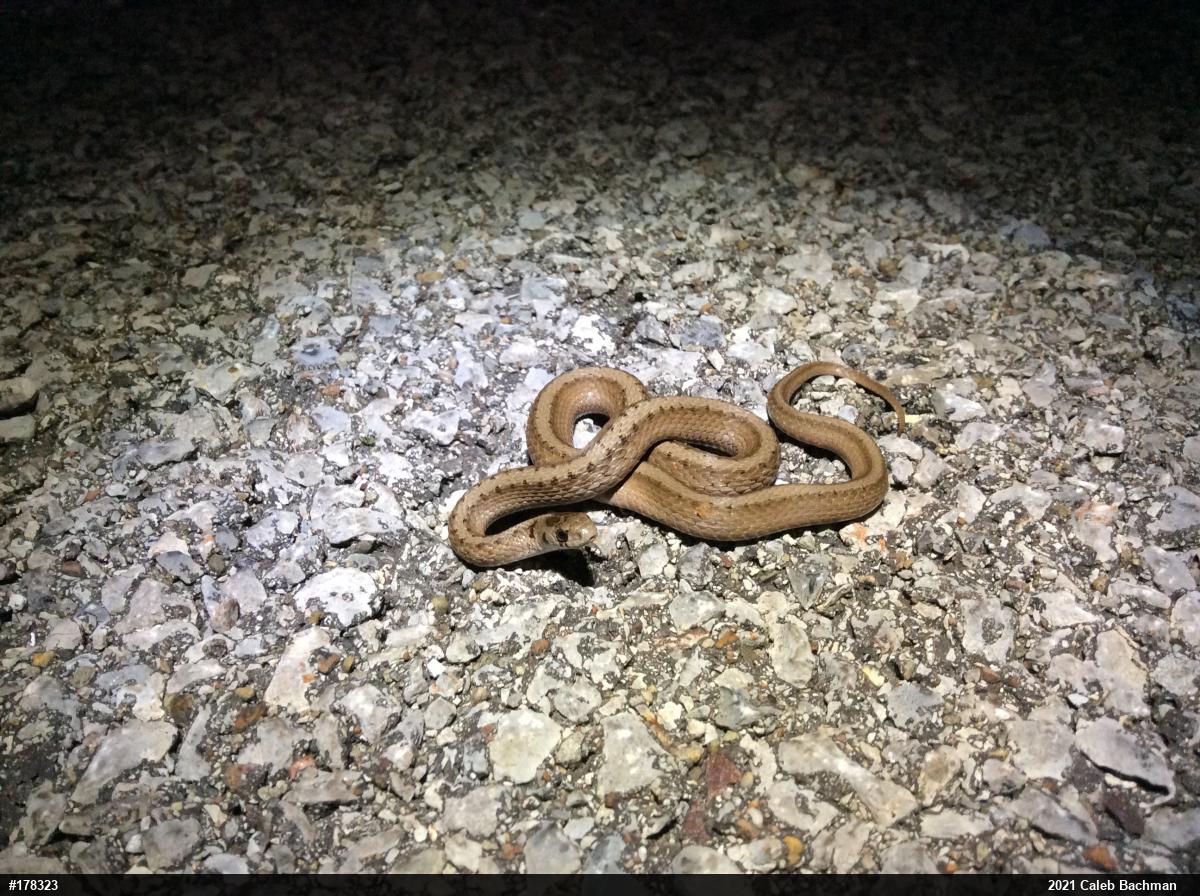 Dekay's Brownsnake