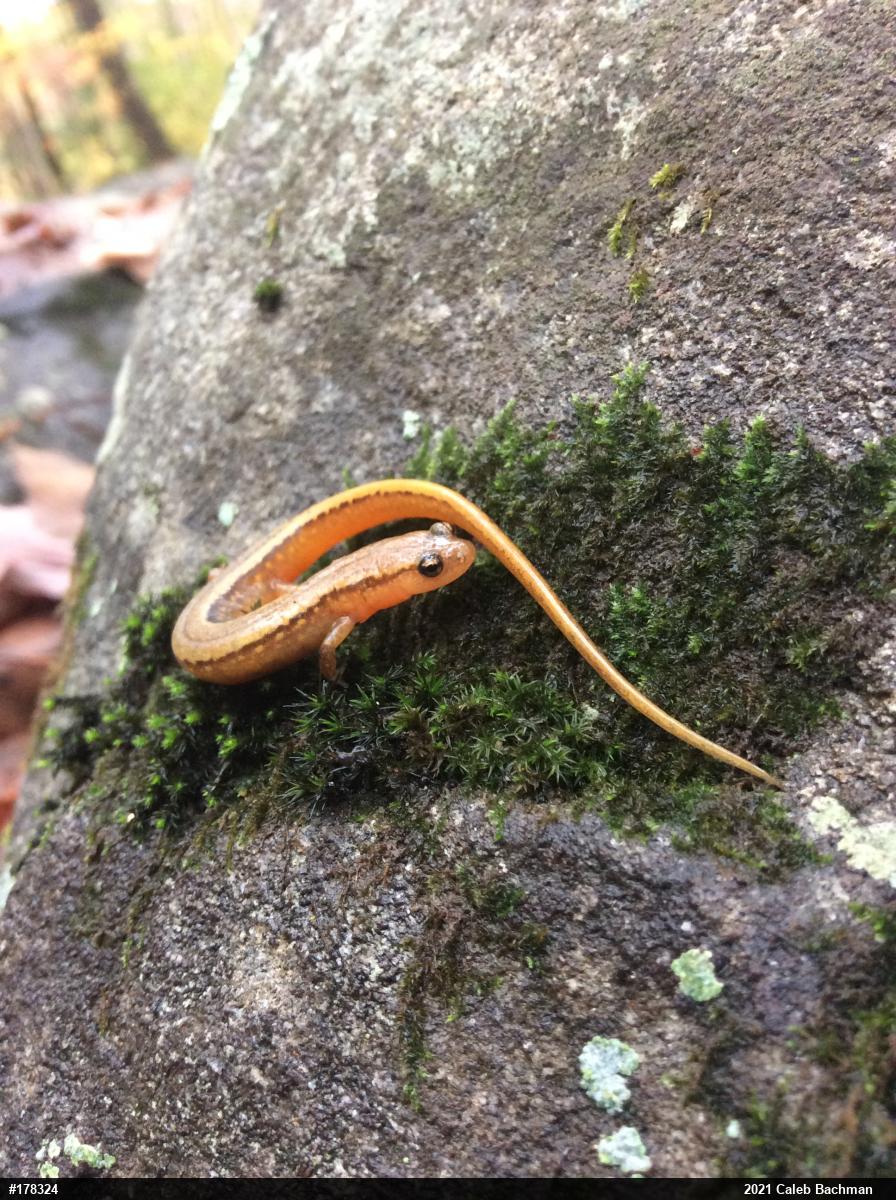 Northern Two-lined Salamander