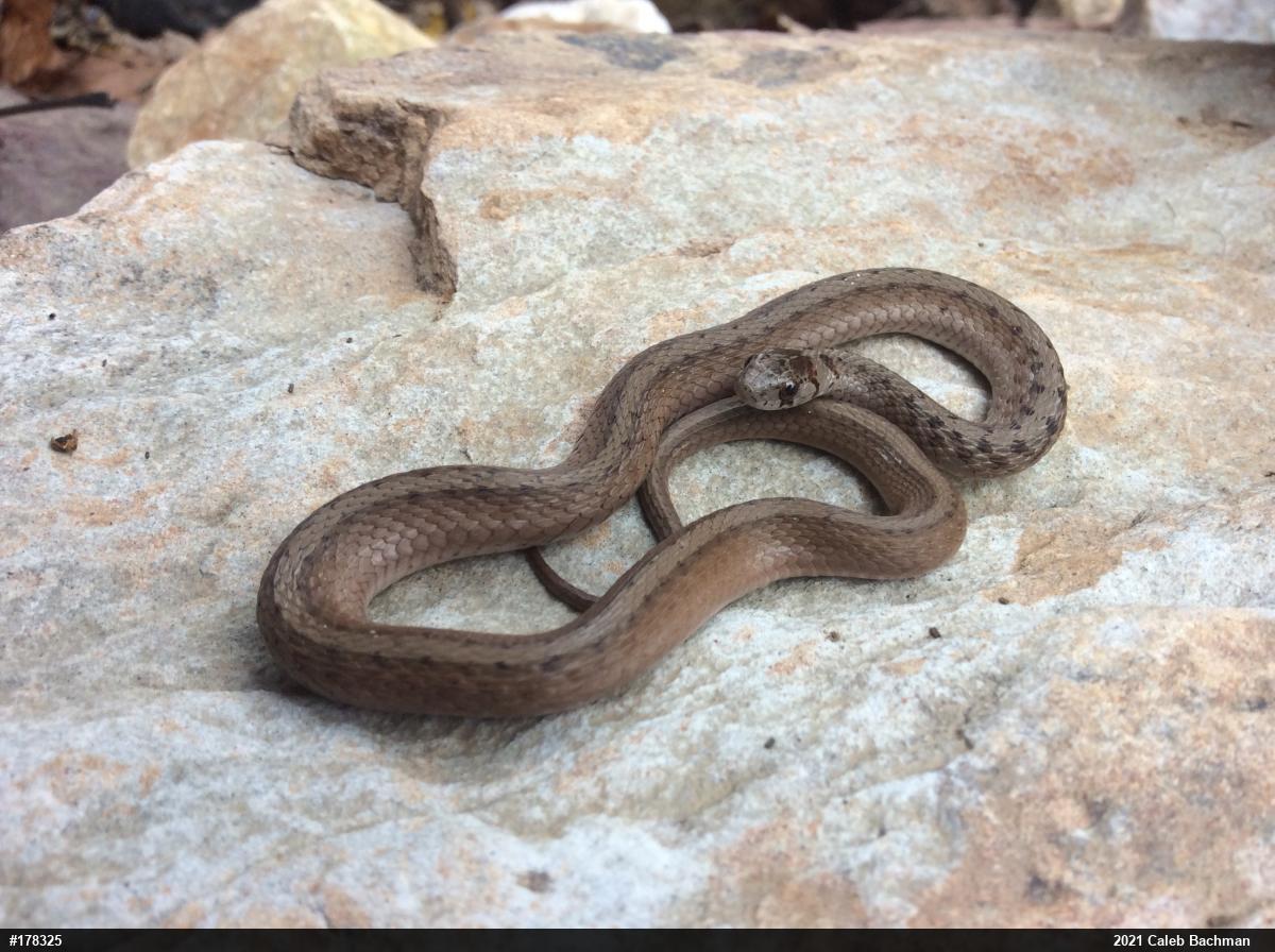 Dekay's Brownsnake