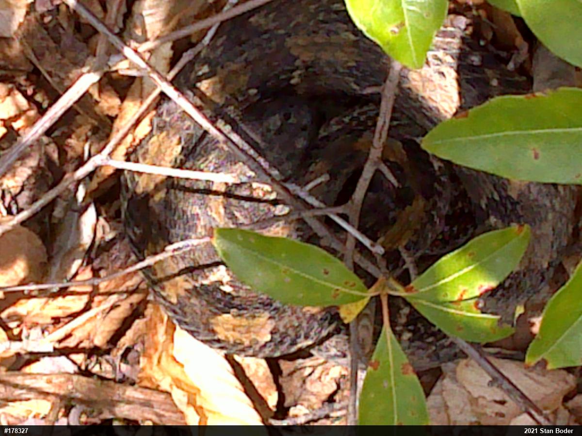 Timber Rattlesnake