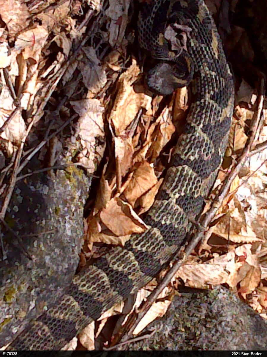 Timber Rattlesnake