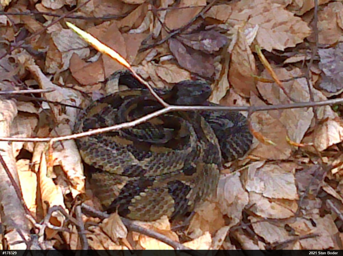 Timber Rattlesnake