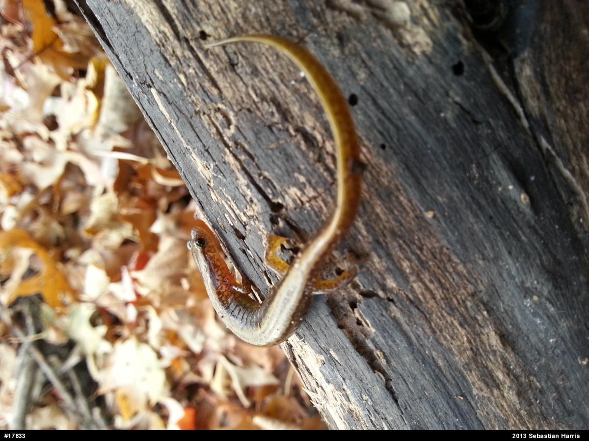 Northern Two-lined Salamander