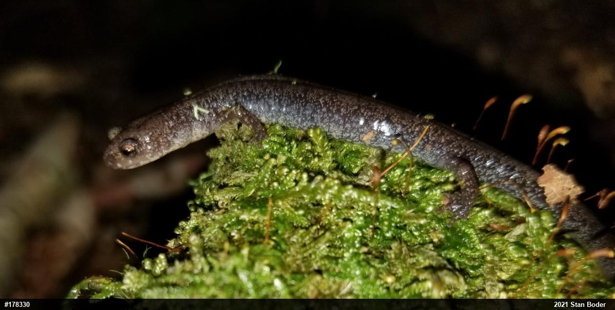 Eastern Red-backed  Salamander