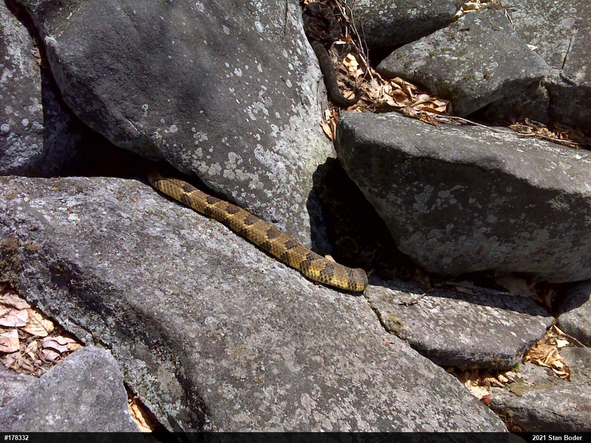 Timber Rattlesnake