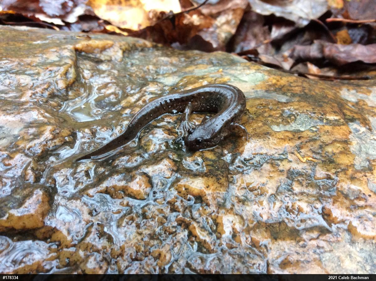 Northern Dusky Salamander