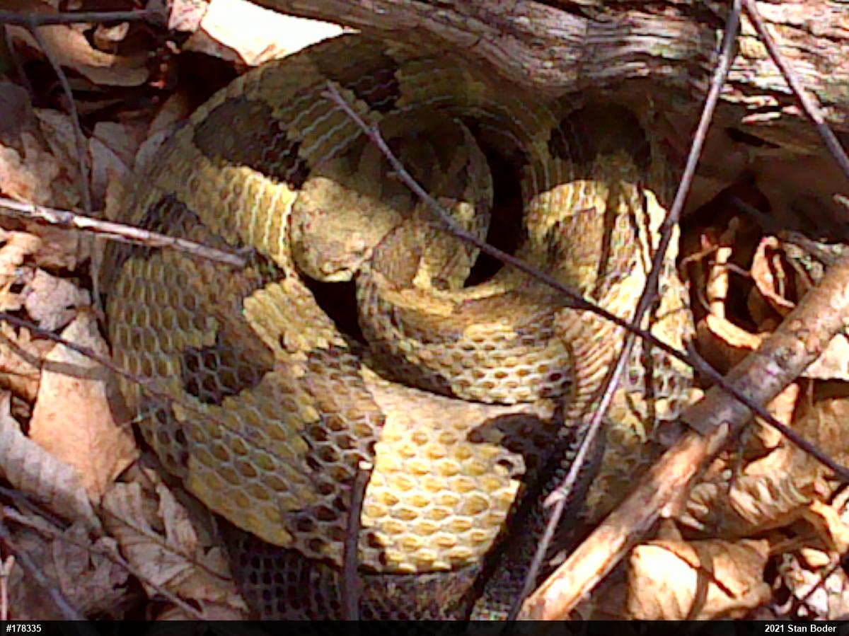 Timber Rattlesnake