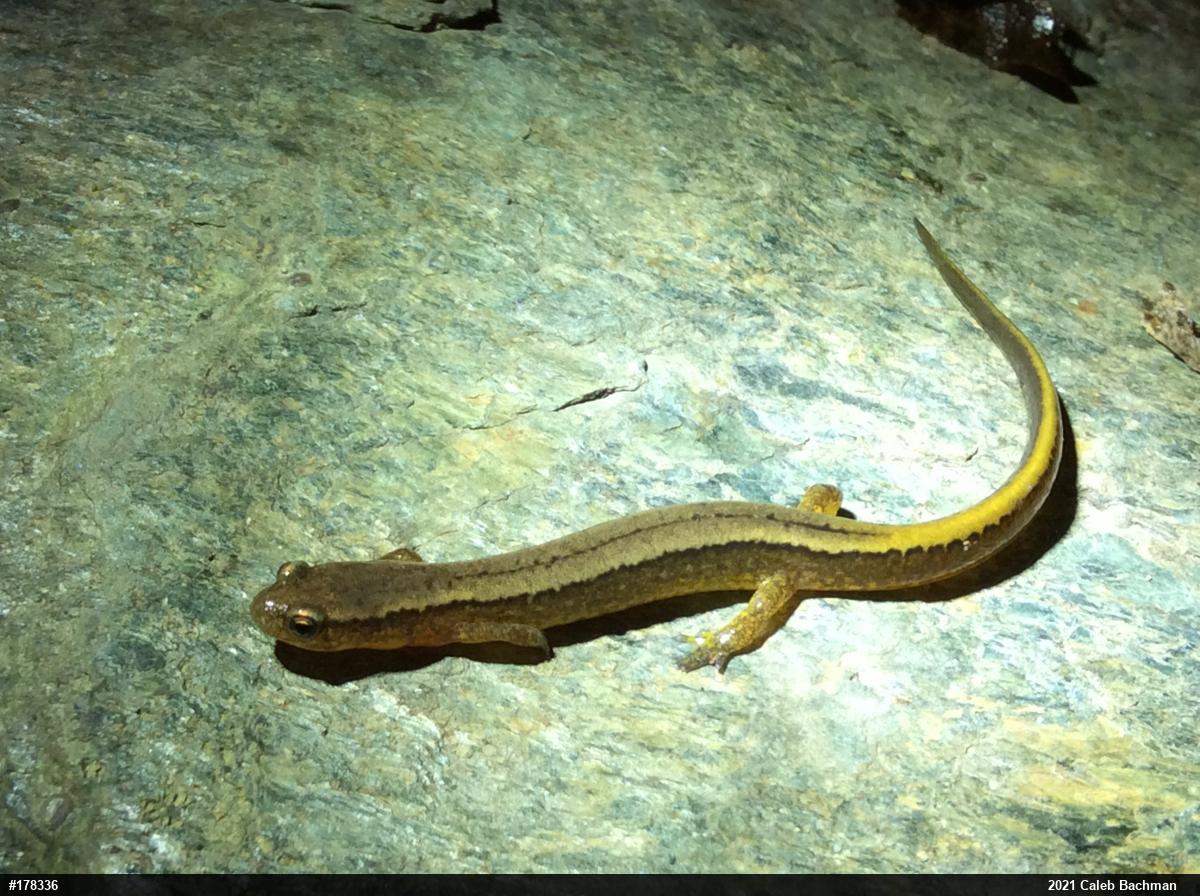 Northern Two-lined Salamander