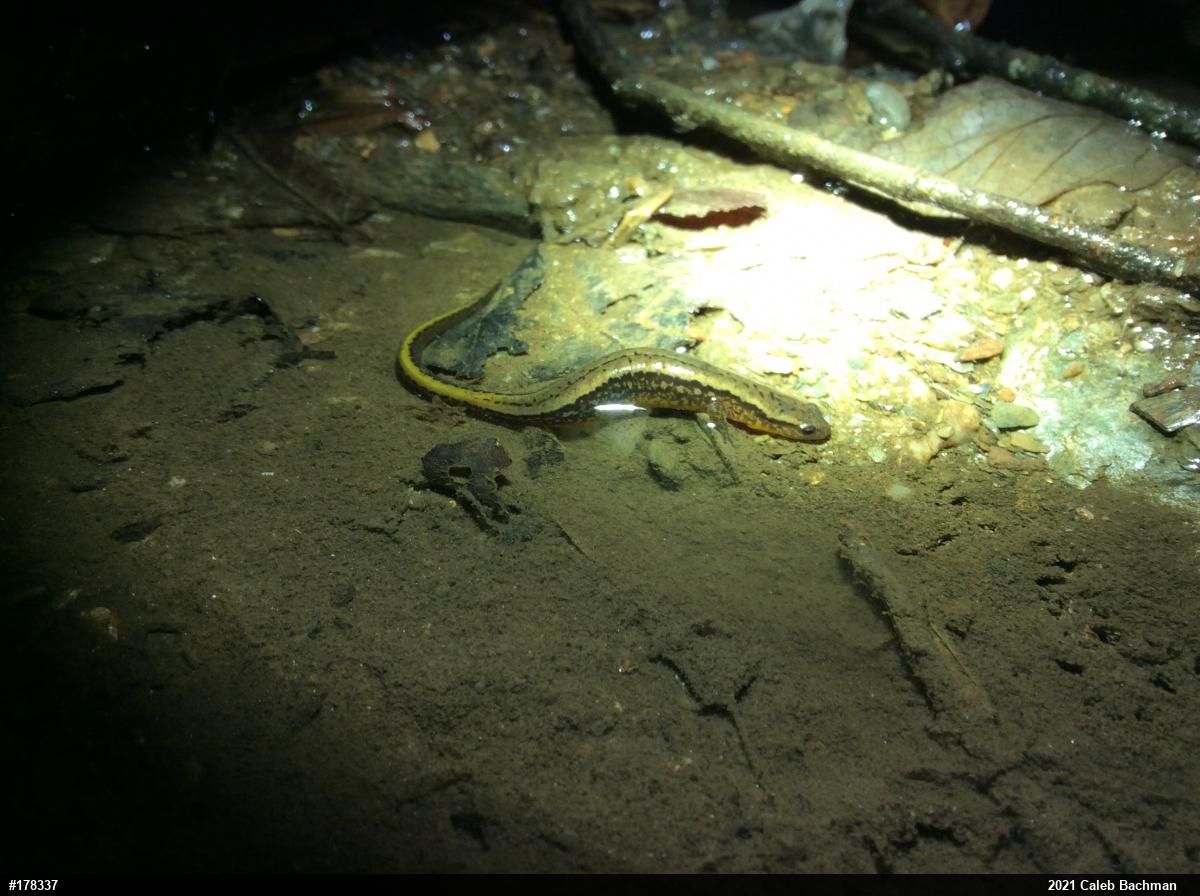 Northern Two-lined Salamander