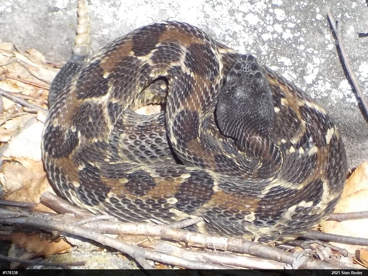 Timber Rattlesnake