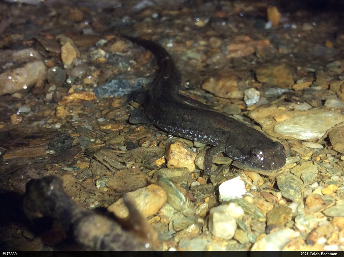 Northern Dusky Salamander