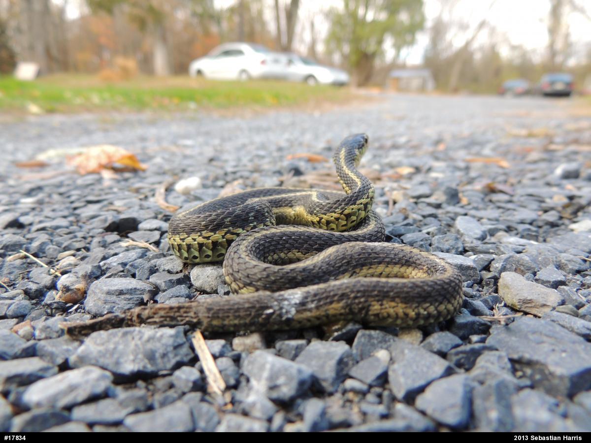 Eastern Gartersnake