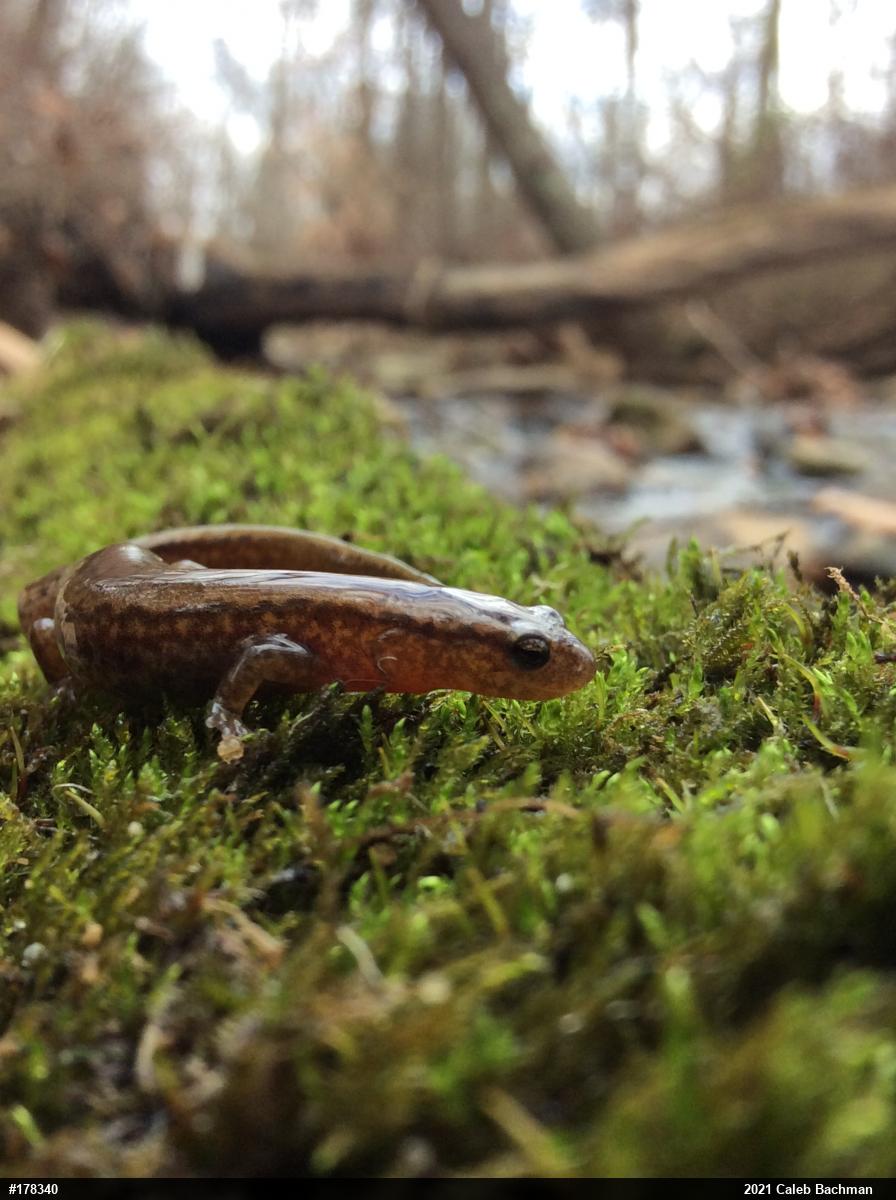 Northern Two-lined Salamander