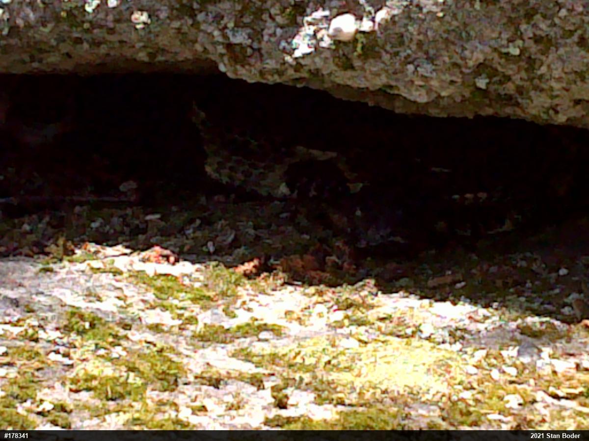 Timber Rattlesnake