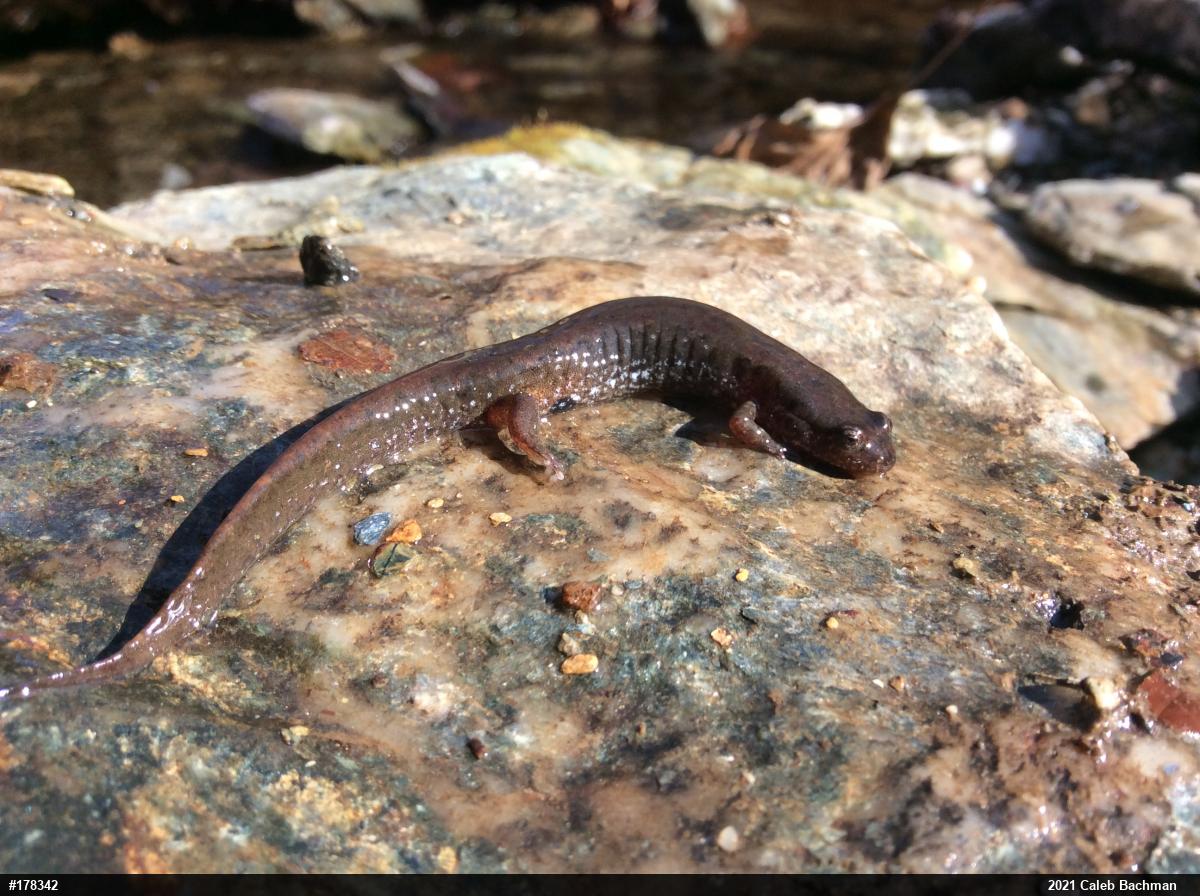 Northern Dusky Salamander
