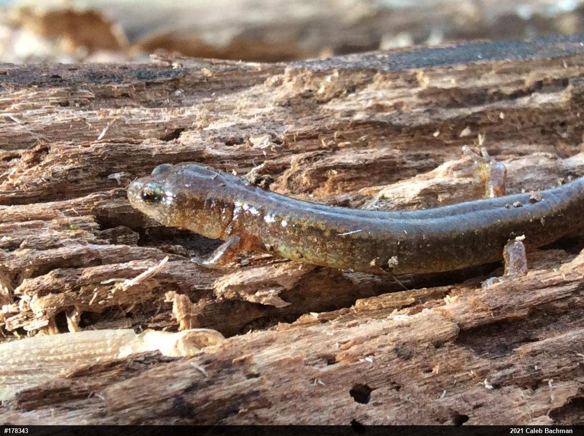 Northern Two-lined Salamander