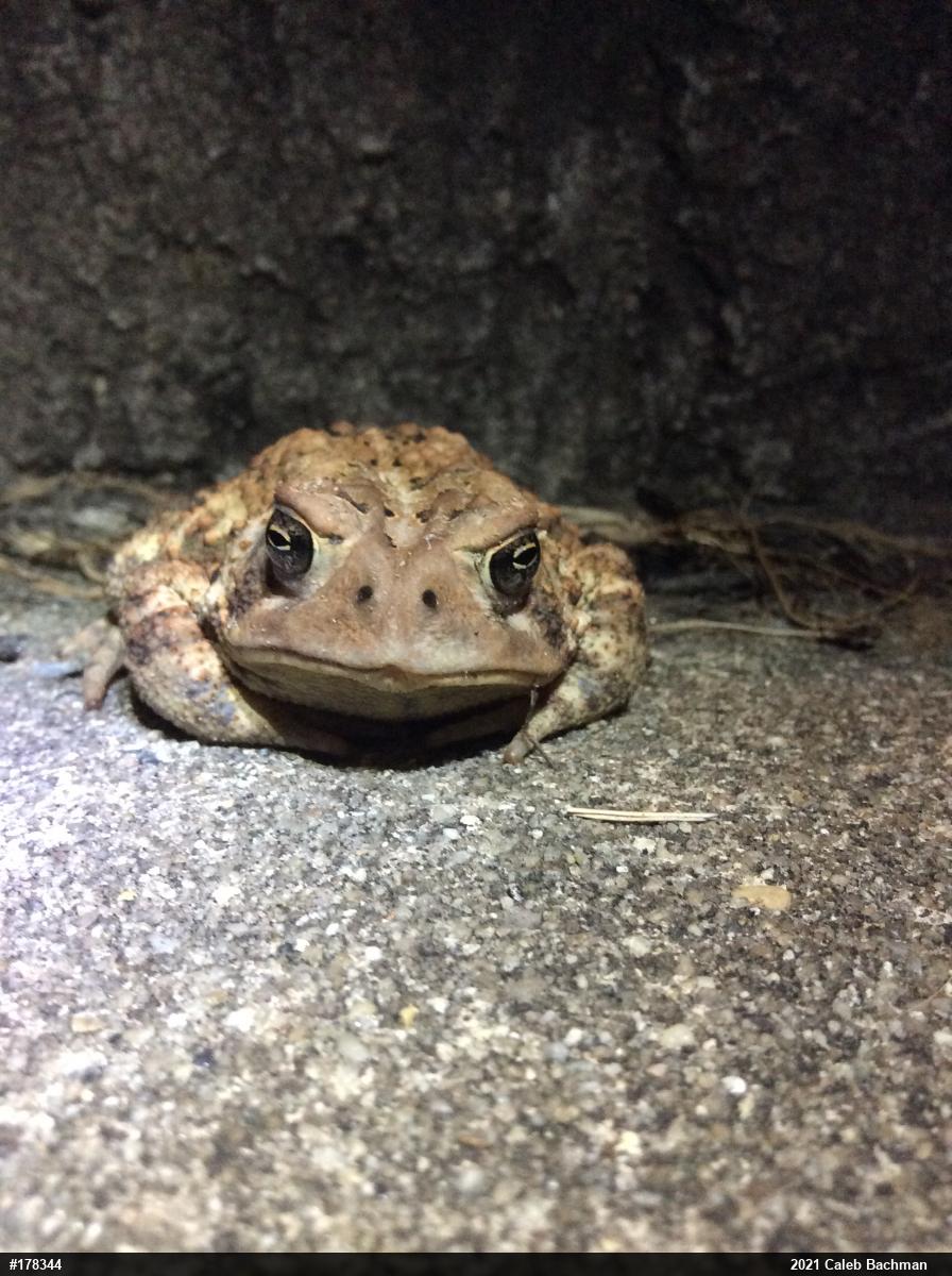 Eastern American Toad