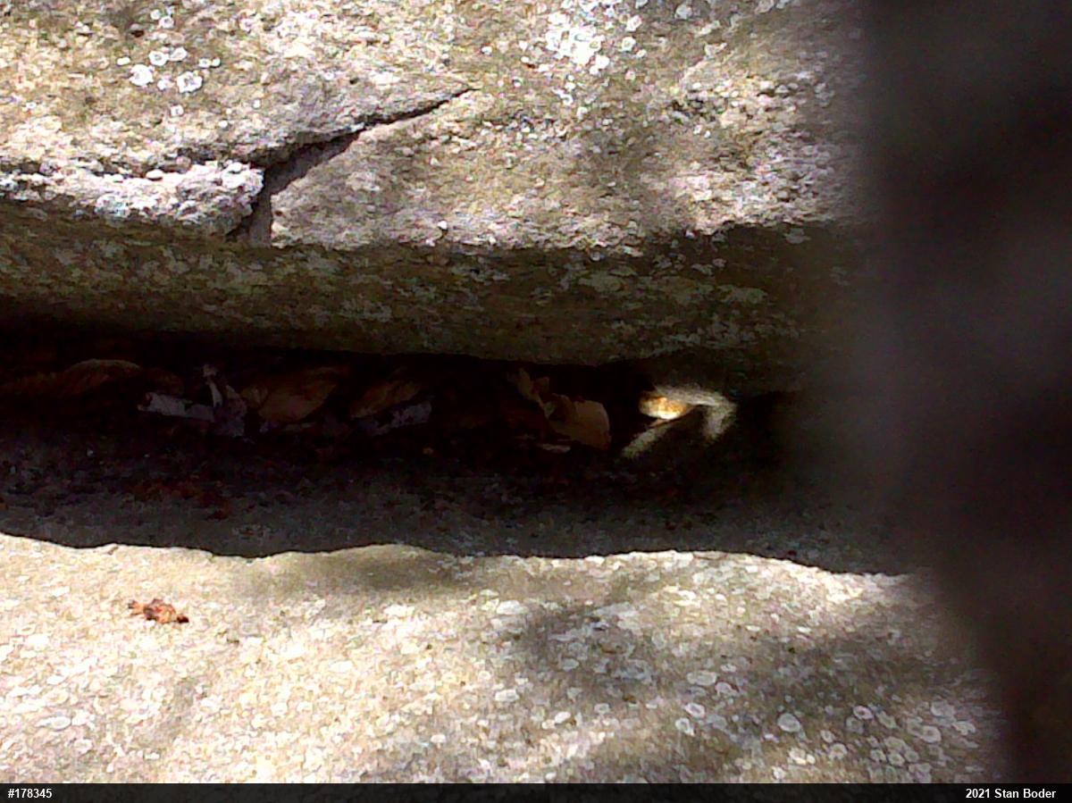 Timber Rattlesnake