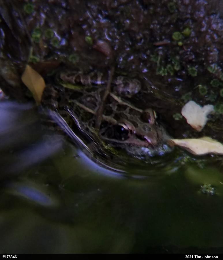 Pickerel Frog