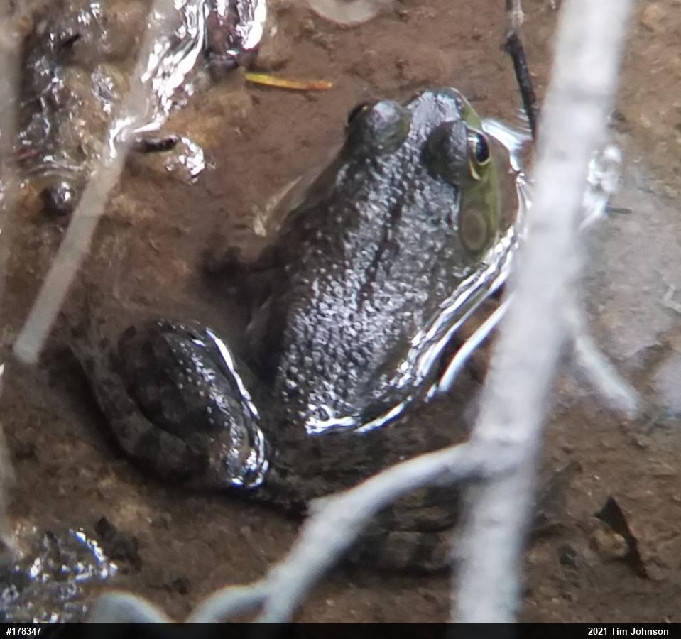 American Bullfrog