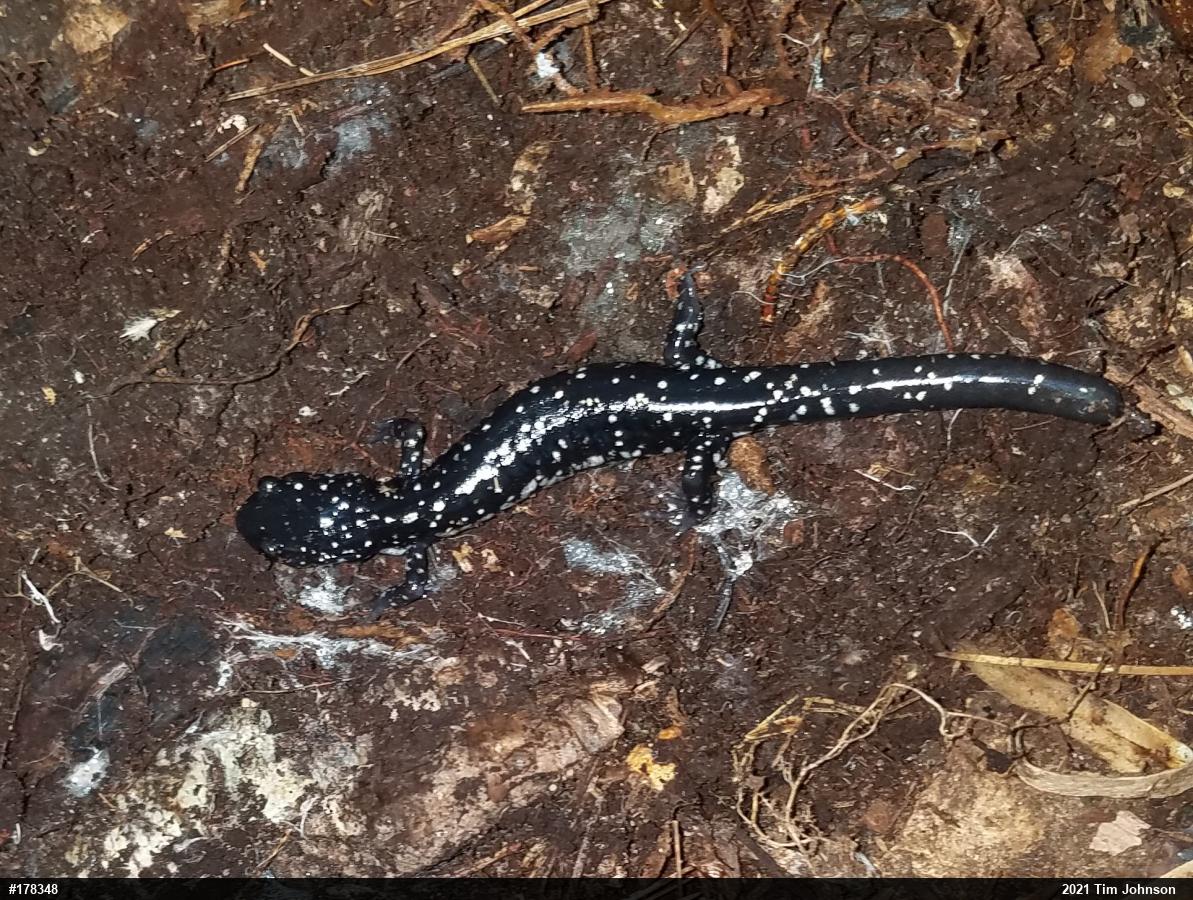 Northern Slimy Salamander