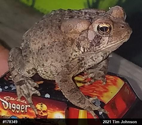 Eastern American Toad