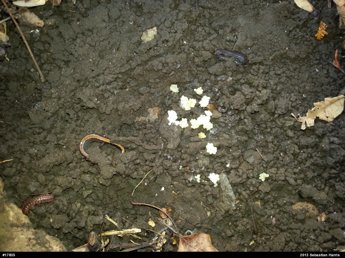 Eastern Red-backed  Salamander