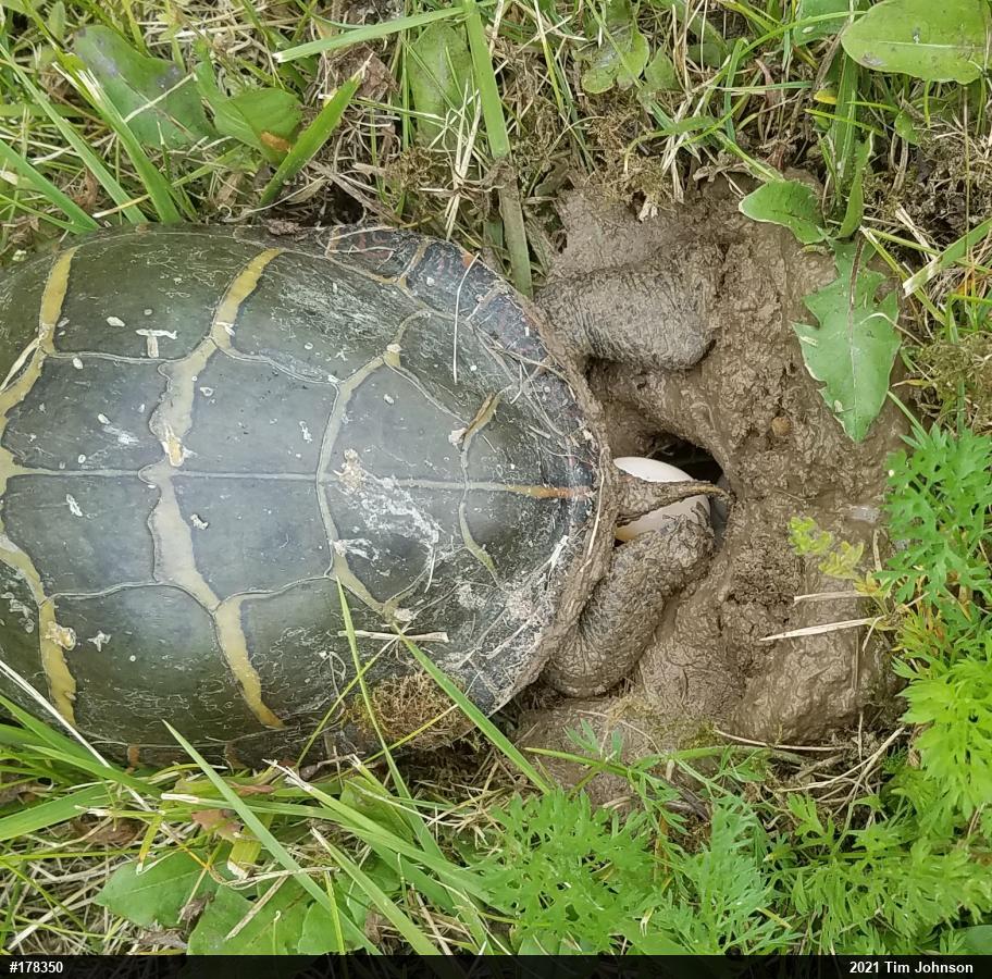 Painted Turtle