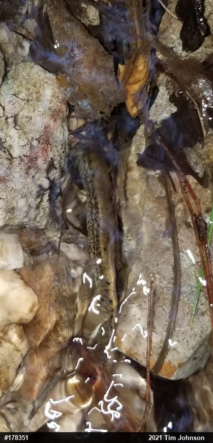 Northern Two-lined Salamander