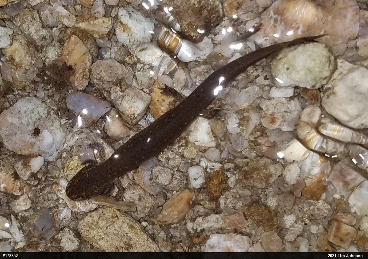 Northern Red Salamander