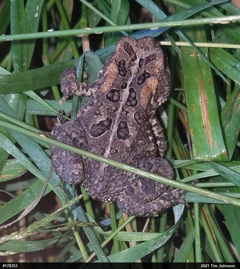 Eastern American Toad